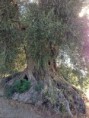 /album/montenero-dorcia-i-prodotti/olive-terra-nera1-jpg/